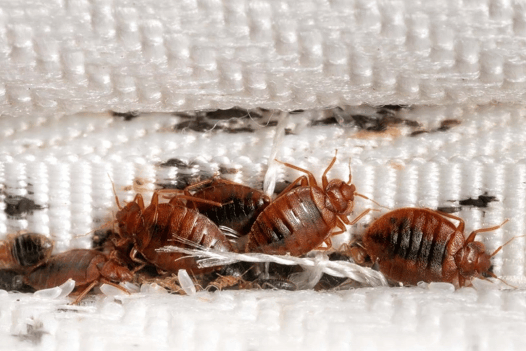 Bed Bugs Control Services