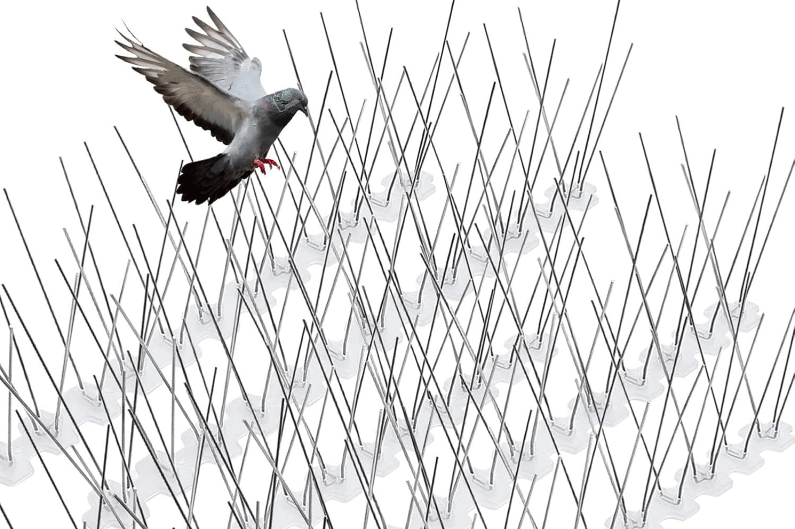 Bird Spikes