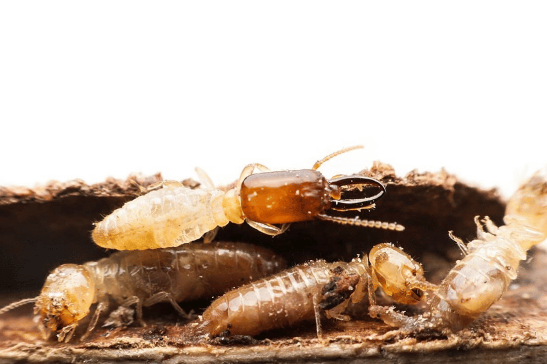 Termite Control Services 