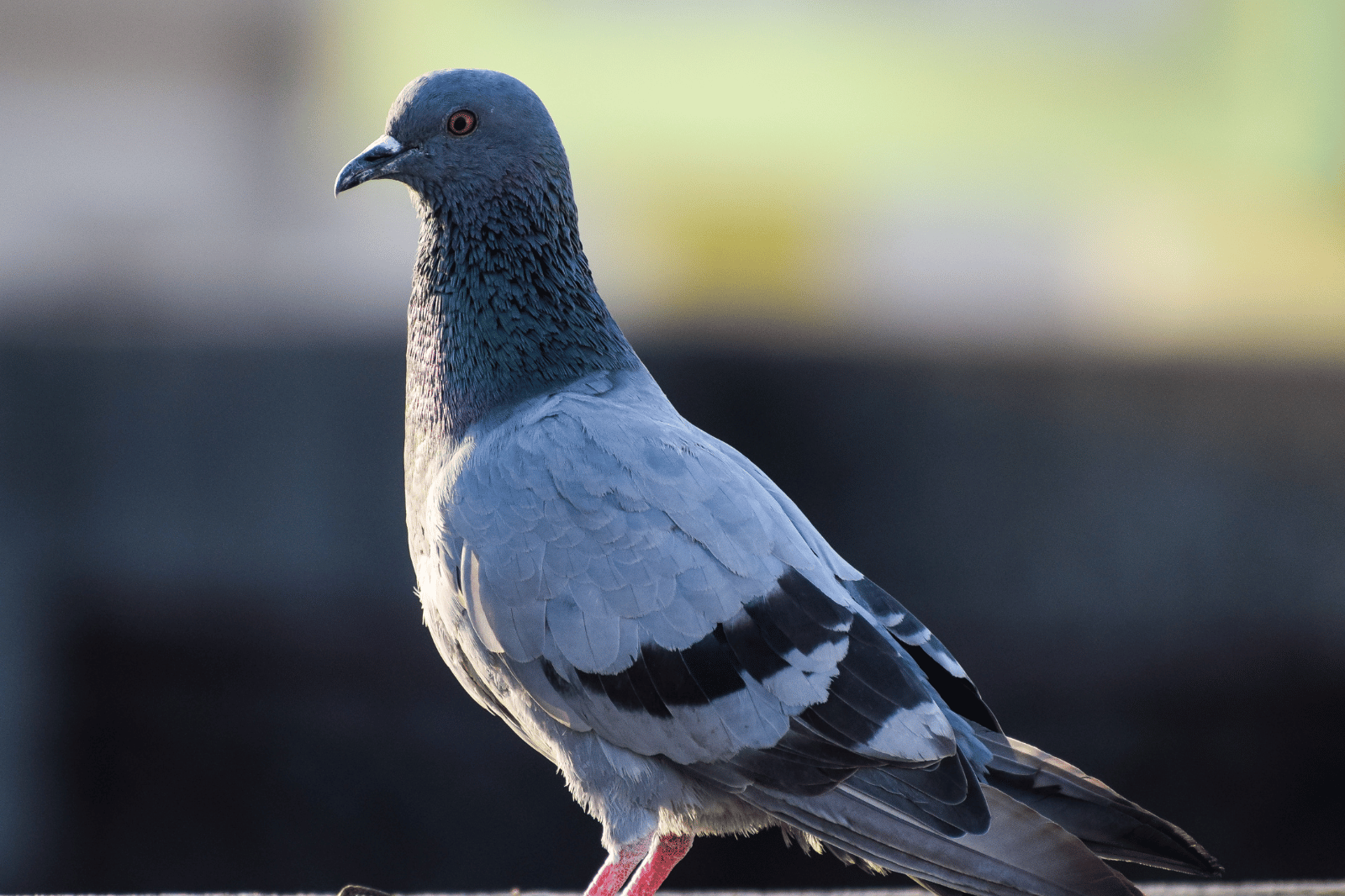 Birds Control Services