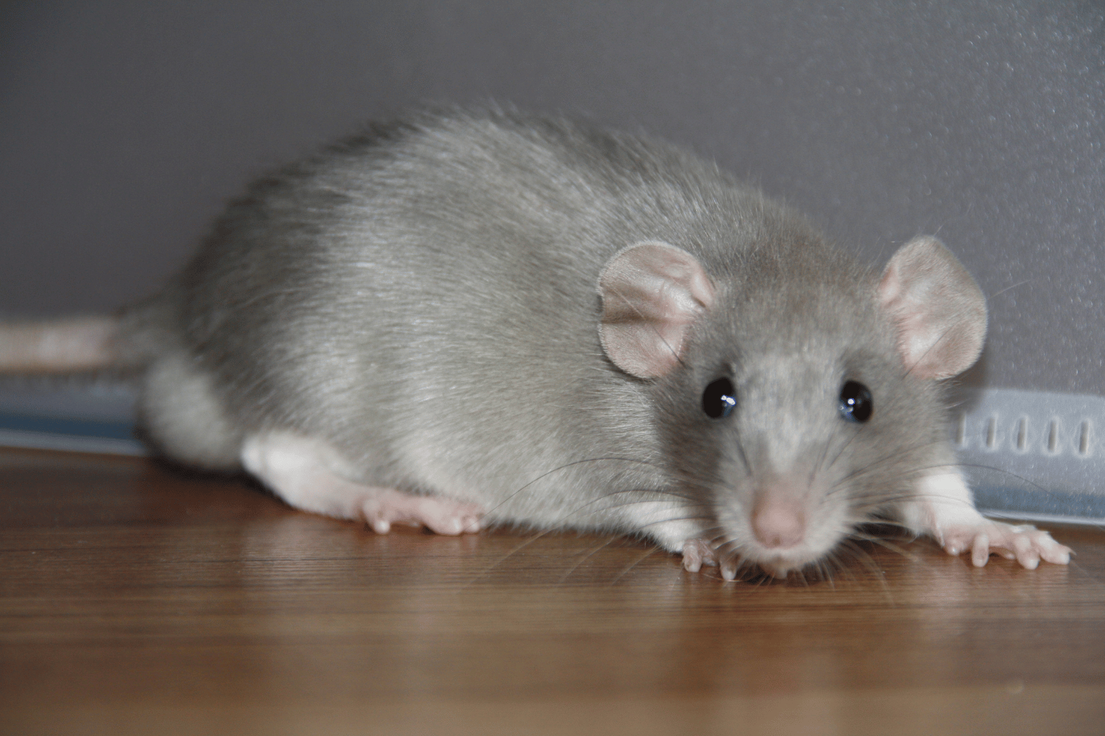 Rats Control Services